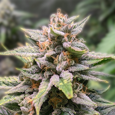 Understanding Autoflower Seeds Benefits and Growing Tips