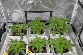 Understanding Autoflower Seeds Benefits and Growing Tips